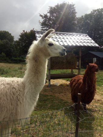 Animalaine à Bastogne - Musée - Wekty