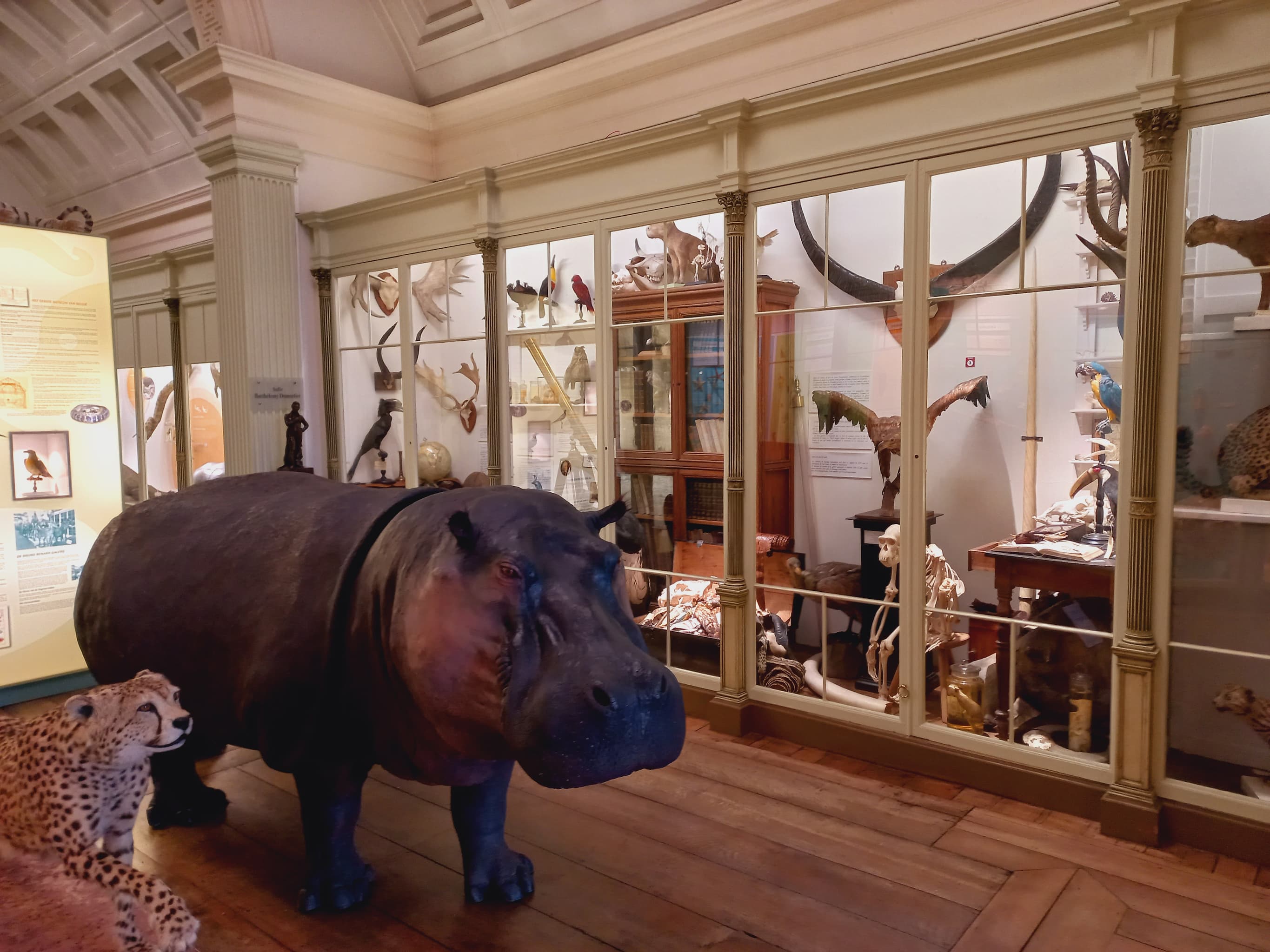 Musée d’Histoire naturelle et Vivarium à Ramegnies-Chin - Sciences - Wekty