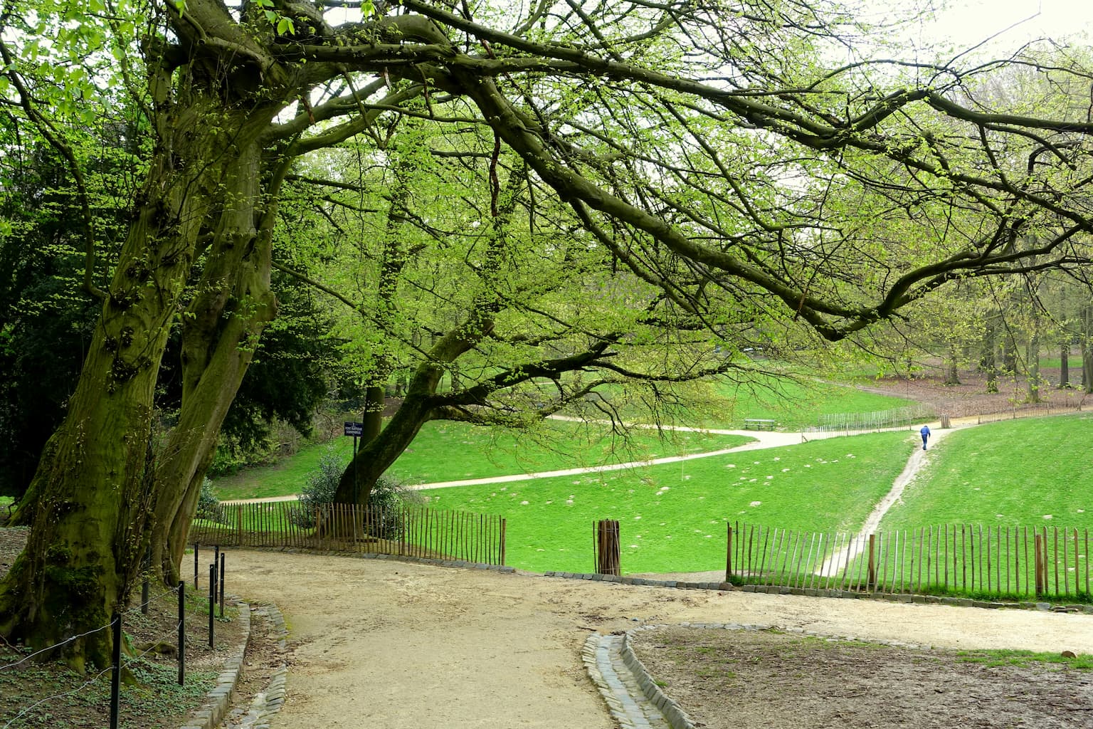Bois de la Cambre à Laeken - Nature - Wekty