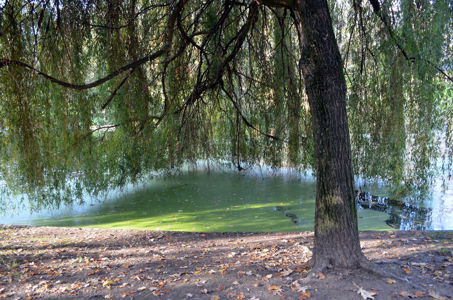 Parc Léopold à Etterbeek - Nature - Wekty