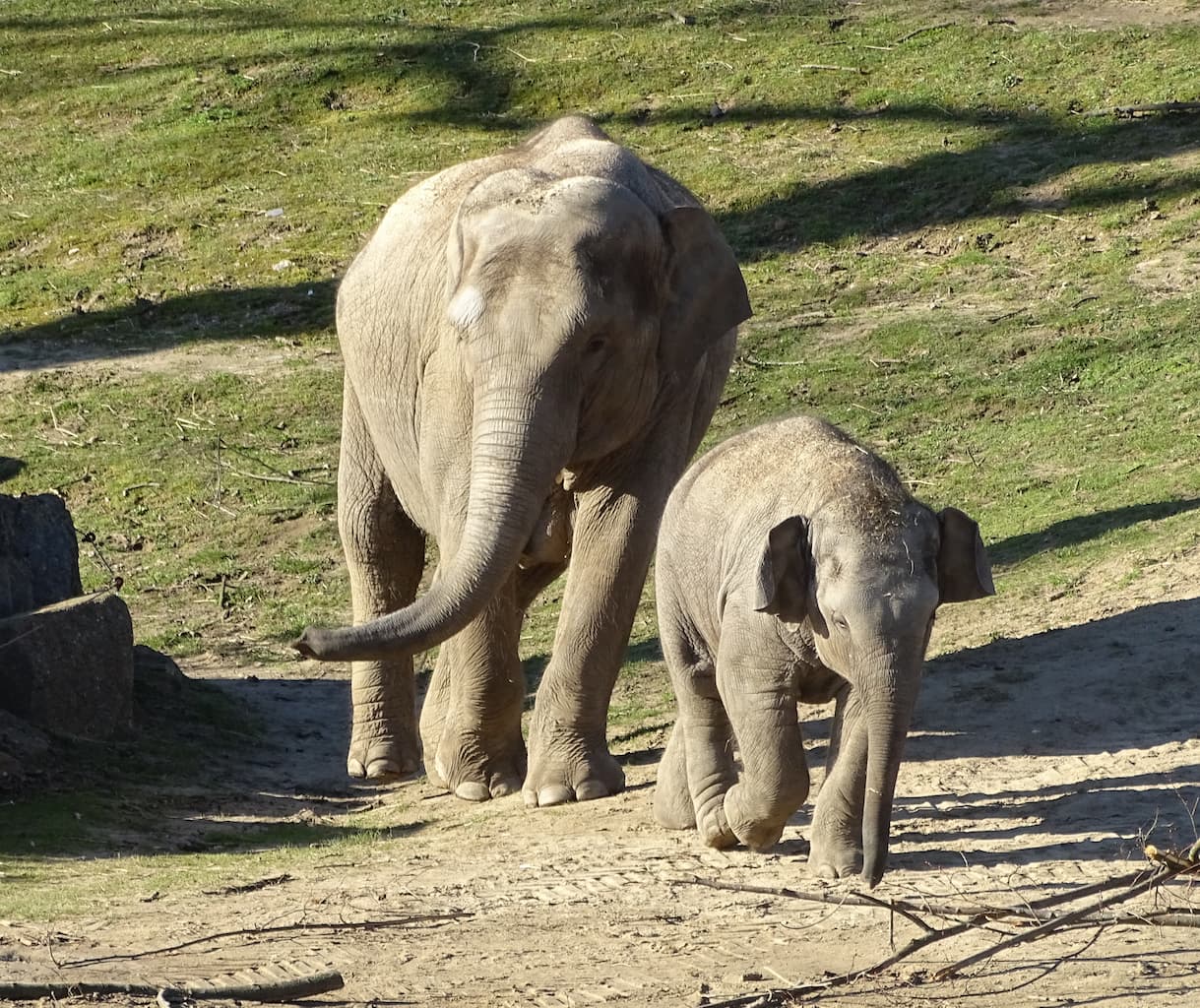 Zoo de Planckendael à Mechelen - Zoo - Wekty
