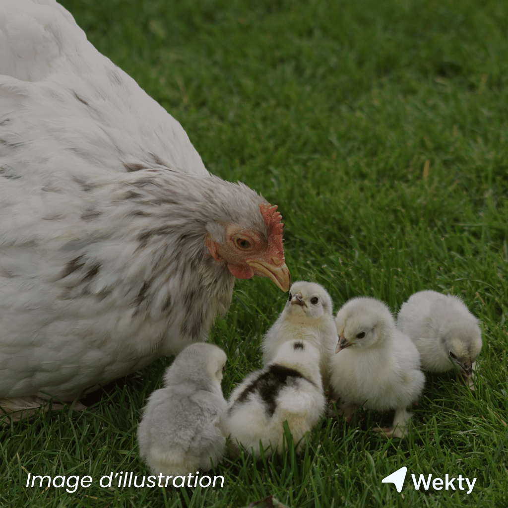 Ferme de Bousval à Genappe - Ferme - Wekty