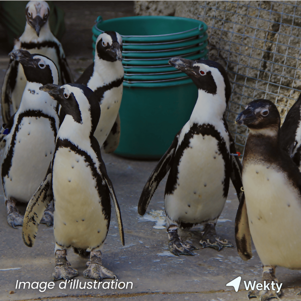 Boudewijn Seapark en Belgique - Wekty