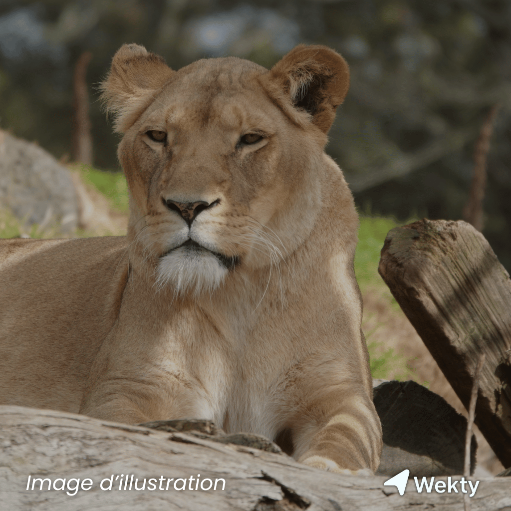 Parc Animalier de Bouillon à Bouillon - Zoo - Wekty
